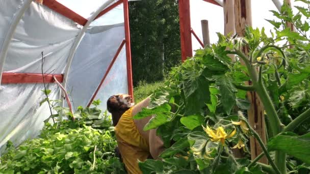 Senior vrouw onkruid tomaat zaailing in kas. zomer werk. — Stockvideo