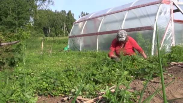 Femme mauvaises herbes fraise près de la serre. travail saisonnier d'été . — Video