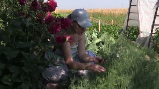 Vrouw plukken dill twijgen gehurkt in de buurt van dahlia in land tuin — Stockvideo
