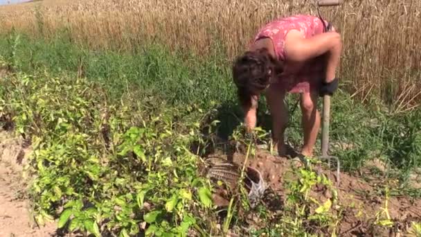 Woman dig potato with fork and put in wicker basket — Stock Video