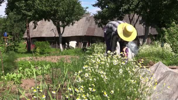 Mujer mayor con cuidado sombrero amarillo plantas de manzanilla a base de hierbas — Vídeo de stock