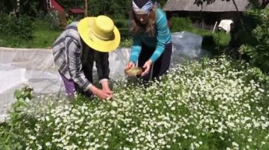 yaşlı kadın genç torunu ile bitkisel papatya toplamak