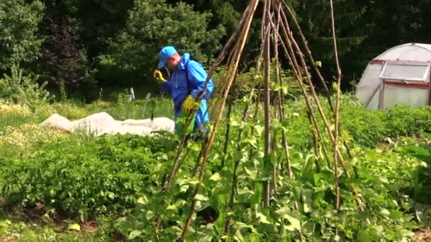 Köylü çiftçi adam sprey patates bitki böcek ilaçları ile bahçe içinde — Stok video