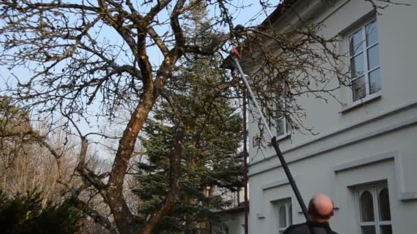 Hombre recortar rama de manzano árbol frutal con herramienta especial en primavera — Vídeos de Stock