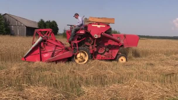 Trabajadores agrícolas cosechan plantas de trigo con cosechadora roja — Vídeo de stock