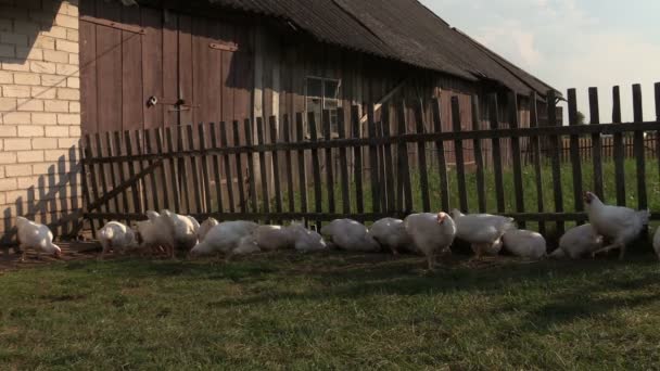 Mujer agricultora embarazada cuida pollos de engorde de granja — Vídeos de Stock