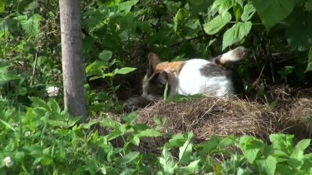 Cambio de enfoque del gato y la mujer de edad avanzada en la hierba de rodillas fresa — Vídeo de stock