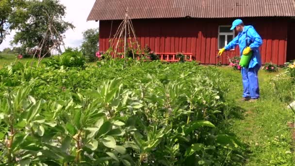 Jardineiro homem spray químico fertilizar plantas de batata e feijão — Vídeo de Stock