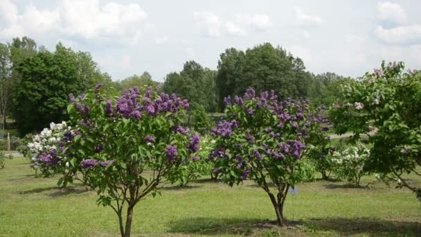 Gelukkig blond meisje geur Lila boom bloemen in lentetuin — Stockvideo