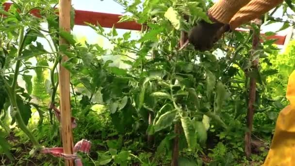 Jardinero mayor mujer cuidado tomates plantas en invernadero — Vídeos de Stock