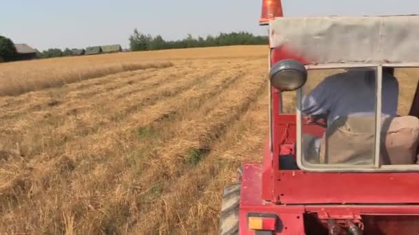 Granjero hombre conducir rojo viejo tractor entre los campos de agricultura de granja — Vídeo de stock