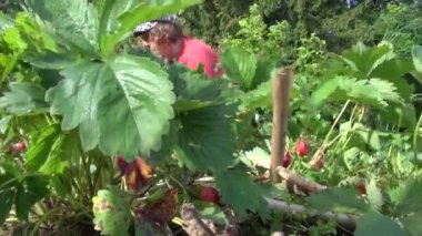 üst düzey bahçıvan kadın ot çilekli tesisleri olgun berry ile