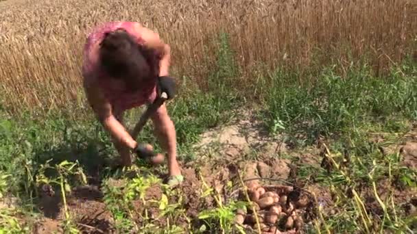 Chłop kobieta zbiorów kopać ziemniak eko z widelcem w gruntach — Wideo stockowe