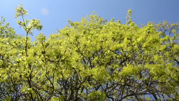 Rama de árbol de arce con hojas en el cielo azul en primavera — Vídeo de stock