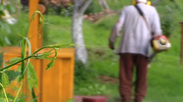 Bitki yaprakları ve köylü çalışan adam kırpma ot. odak Değiştir — Stok video