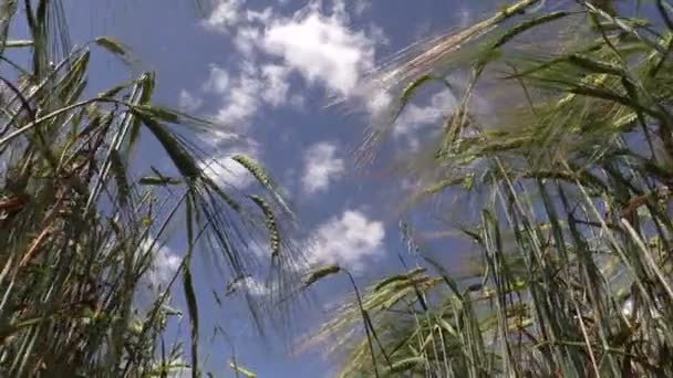 Arpa bitkiler kulakları rüzgarda bulutlu gökyüzü mavi zemin üzerine taşıyın. — Stok video