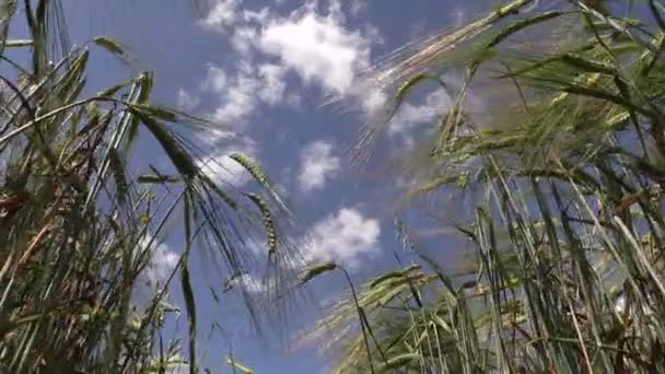 Orge plantes oreilles se déplacent dans le vent sur fond bleu ciel nuageux 