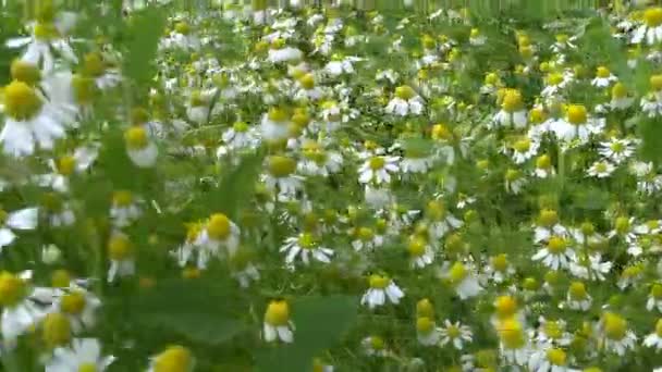 Walk between chamomile flowers plants move in wind — Stock Video