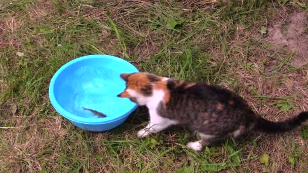 Mooie kat vangen crucian vis uit plastic kom met water en uitvoeren — Stockvideo