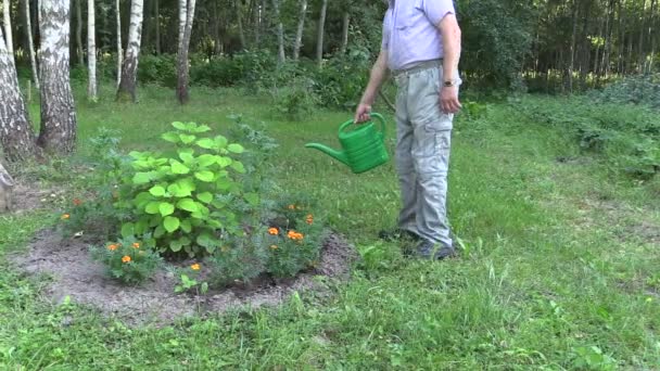 Trädgårdsmästare man med vattenkanna vatten tagetes blommor — Stockvideo