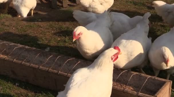 农夫女人女孩用谷物喂肉鸡。缩小 — 图库视频影像
