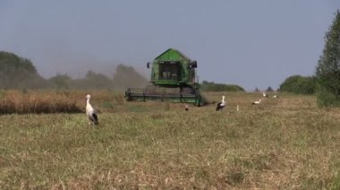 hasat kuru bezelye bitkileri ve leylek kuşlar birleştirmek