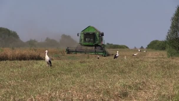 Combine harvest dry pea plants and stork birds — Stock Video