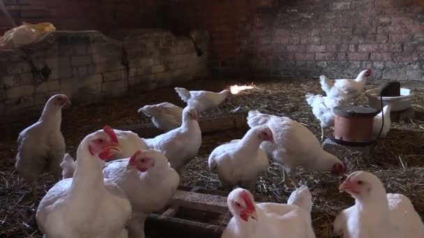 Bílá brojlerů kuřecí hejna v kabince farmy. podavač s obilím. — Stock video