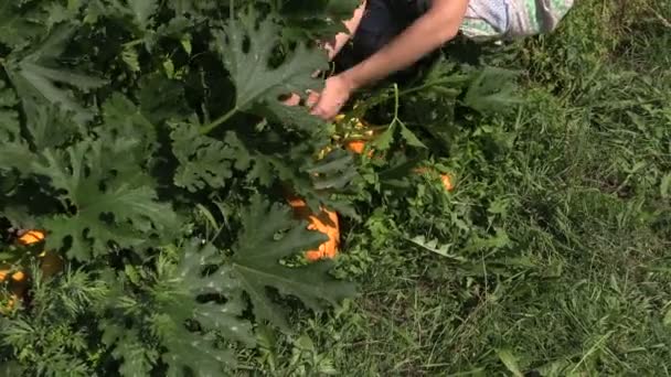 Gardener woman pick ripe zucchini vegetable in garden — Stock Video