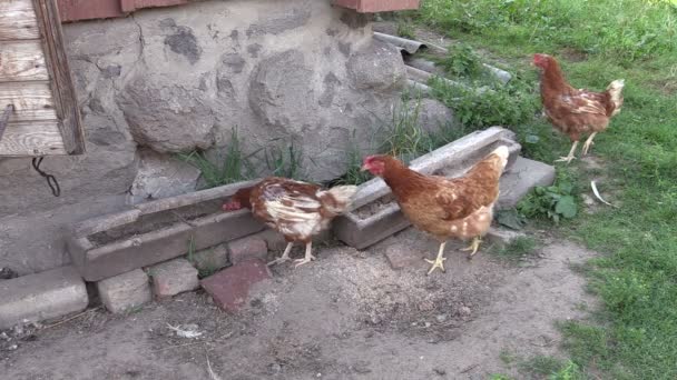 Курица кормится из кормушки в курятнике — стоковое видео