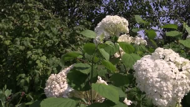 Hydrangea flower bush with white blooms in summer — Stock Video