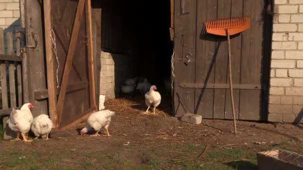 Young vit kyckling i byn gårdsbutik utomhus — Stockvideo