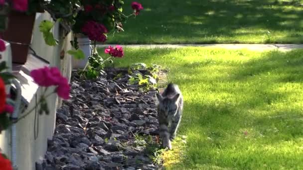 Μικρό γατάκι γάτα με τα πόδια κοντά σπίτι παράθυρο περβάζι με τα λουλούδια — Αρχείο Βίντεο
