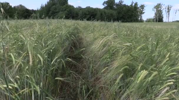 Las espigas maduras de la planta de cebada se mueven en el viento — Vídeo de stock