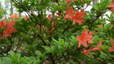 Turuncu ormangülü çiçek çiçek açan ve bulanık insanlar Panoraması