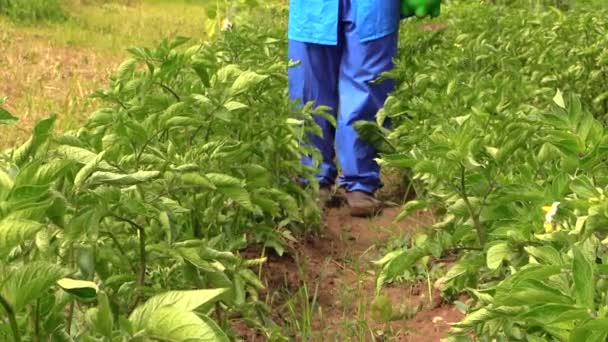 Wieśniak rolnik człowieka w niebieskie Spodnie spray ziemniaków rośliny łóżka — Wideo stockowe
