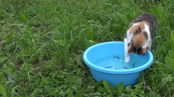 Игривый любопытный кот ловит рыбу из голубой пластиковой чаши с водой — стоковое видео