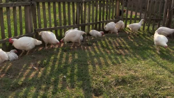 Курица-бройлер и курица возле забора ищут еду на ферме двор — стоковое видео