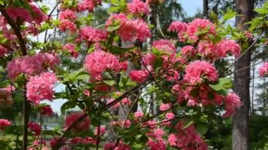 Pembe ormangülü çiçek bitki çiçek kaydırma