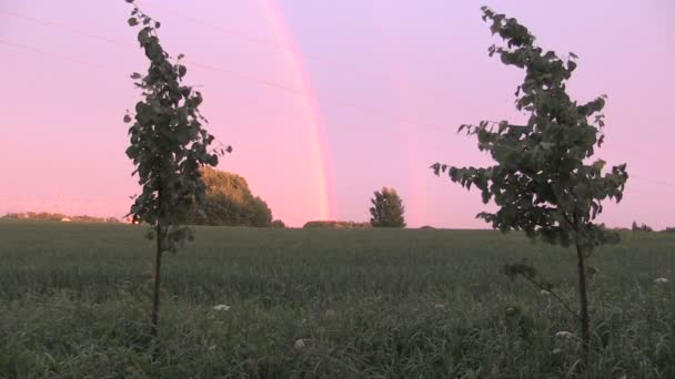 Soumrak letní večer po dešti a rainbow v kukuřičném poli — Stock video