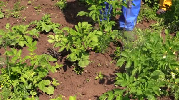 Close-up van boer spray bestrijdingsmiddelen op aardappelplanten — Stockvideo