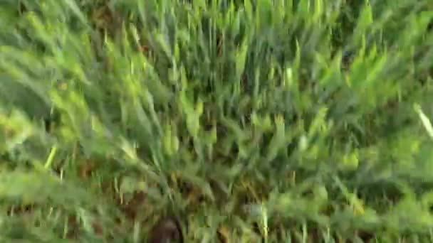 Männerbeine mit Gummistiefeln und Hosen gehen durch grünes Getreide — Stockvideo