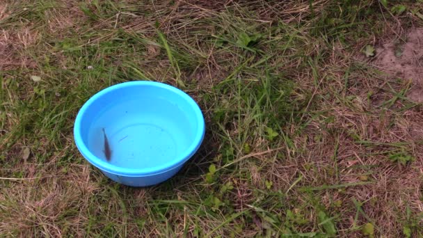 Tabby chat attraper les poissons du seau en plastique avec de l'eau et fuir — Video