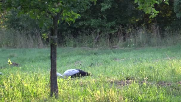 Белый аист ищет пищу в траве под вечерним солнцем — стоковое видео