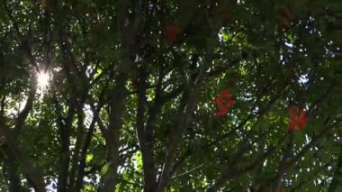 Yeşil park üvez ağacının dalları arasında güneş yansımaları