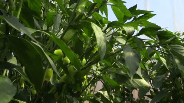 Grön chilipeppar växer i vegetabiliska trädgård — Stockvideo