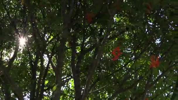 Réflexions du soleil entre les branches de l'arbre de rowan dans le parc vert — Video