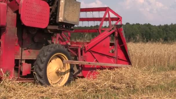 Närbild av harvester tröska korn fältet. Landsbygdsverksamhet. — Stockvideo