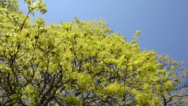 Vista giratória do ramo verde da árvore do bordo mova-se no vento sobre o céu azul — Vídeo de Stock