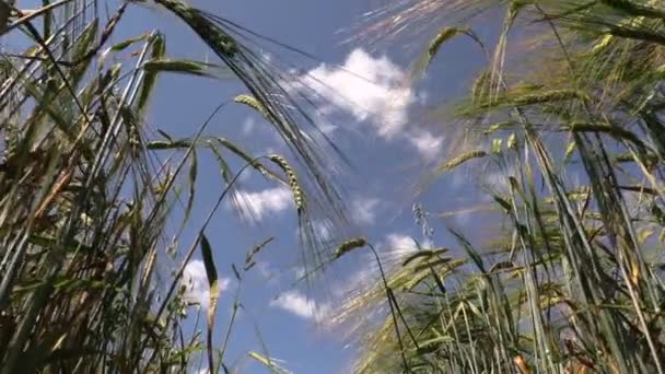 Oreja de centeno madura columpio en el viento en el fondo del cielo azul en verano — Vídeo de stock